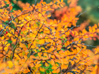 Branches with yellow leaves of a prickly bush in the fall.