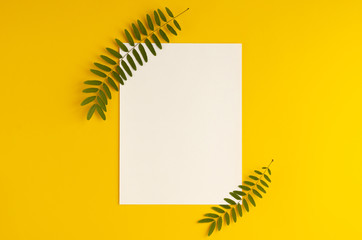 Green foliage, acacia branch and white paper composition on yellow background.