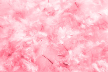 Beautiful abstract blue and purple feathers on darkness background and colorful soft white pink feather texture pattern