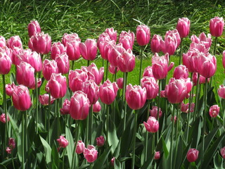 Tulip fields from the garden