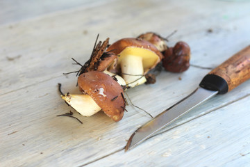 Suillus mushrooms. An armful of dirty, unpeeled, butter fungi on the table with a knife.