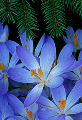 blue crocus blooms