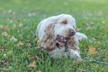 Happy English Cocker Spaniel Orange Roan Dog
