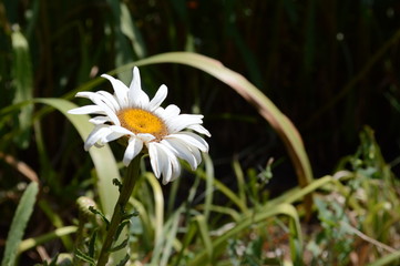 daisy in the grass
