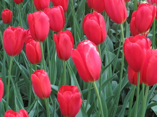 Beautiful red tulib bulb on the field