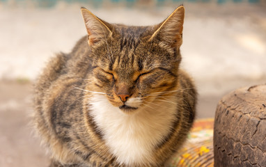 stray cat sleeping on the street