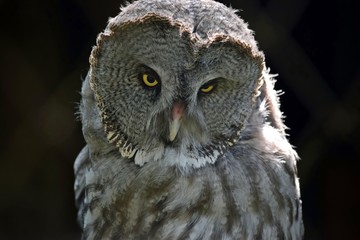 Great Grey Owl Strix Nebulosa Head Portrait