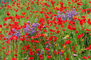 Fototapeta premium red poppy field