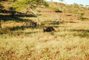 Fototapeta na wymiar Wild rhinos in South African wildlife nature reserve