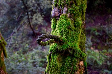 arbre mousse 