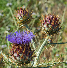 Naklejka na ściany i meble Cardoon. Beautiful flower of purple canarian thistle with bees on it close-up. Flowering thistle or milk thistle. Cynara cardunculus, alcachofa silvestre o herba cuajo. Square frame
