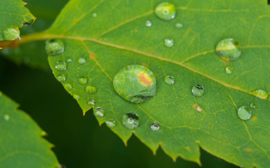 Drop of dew in morning on leaf with sun light. Macro of a large drop of transparent rain water on a green leaf.