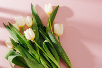 White tulips on pale pink background with morning sunlight. Stylish Compositions in pastel colors.
