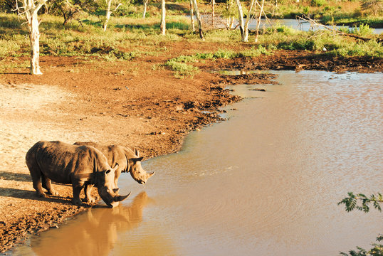 Wild Rhinos In South African Wildlife Nature Reserve