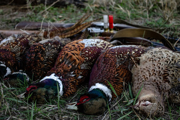 Hunting Trophy Pheasant.