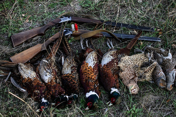 Hunting trophies lie on the grass next to the weapon. Hunting Trophy Pheasant.
