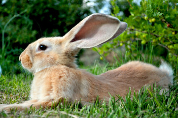 red rabbit on the green grass