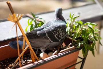 Easter on my balcony