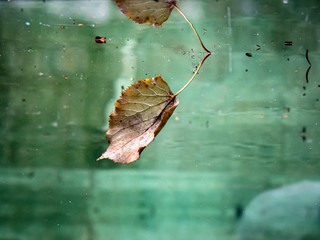 Autumn leaf fell off a branch and fell into the water. A leaf under water.