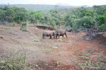 Naklejka na ściany i meble Wild rhinos in South African wildlife nature reserve
