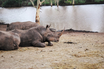 Wild rhinos in South African wildlife nature reserve