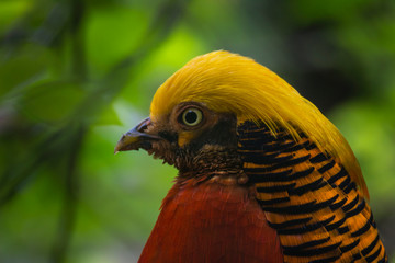 Close up portrait of a golden pheasant