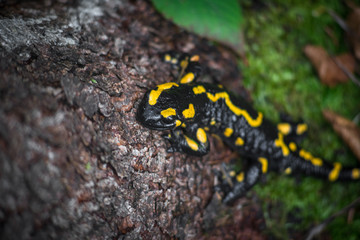 Salamander in the forest