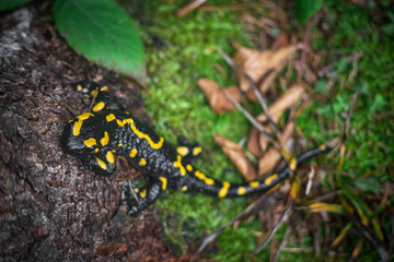 Salamander in the forest