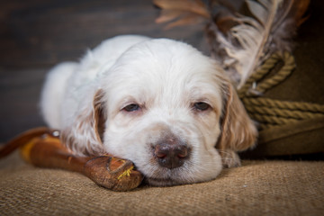 english setter puppy dog with knife and a hat