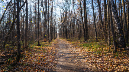 Fototapeta premium Autumn forest with country road. Colorful landscape with trees, rural road, orange and red leaves, sun in fall. Autumn alley in the city park.