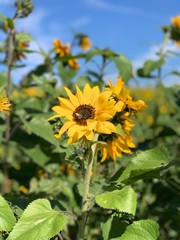 sunflower in field