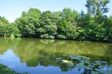 Fototapeta na wymiar Lake Nature Scenery Background in Czech Republic