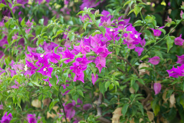 Obraz premium pink flower, nature background, green plant 