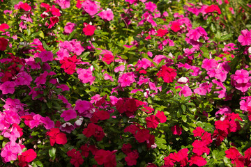 pink flower, nature background, green plant 