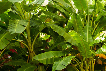 little leaves, nature background, green plant  