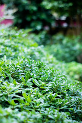 little leaves, nature background, green plant  