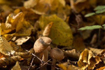 Slug creeps on a mushroom in the forest in autumn. Forest life, background, concept. Slug and honey mushroom