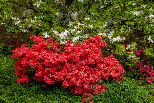 Red azalias