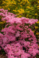 pink azalea flowers