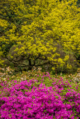 Obraz premium azalea flowers