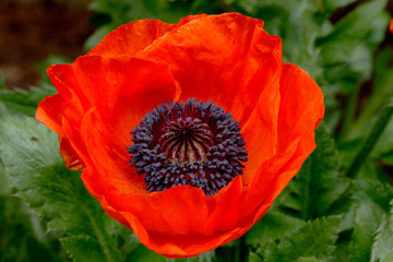 red poppy flower