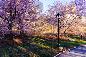 Spring, Blooming trees