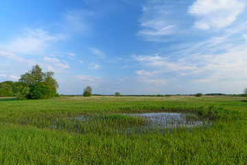 Gewässer in den Feuchtwiesen am Narew, Nationalpark Biebrza, Polen - Waters in the wet meadows at...