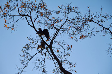 A crow attacks a red squirrel that sits on a tree branch against a blue sky