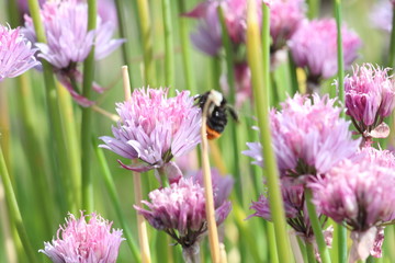 Biene auf Blume