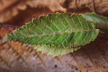 macro photography of dry leaf showing textures and details in fall