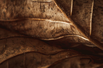 macro photography of dry leaf showing textures and details in fall