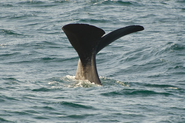 Fototapeta premium Sperm whale (Physeter macrocephalus) diving (Andenes, Norway)