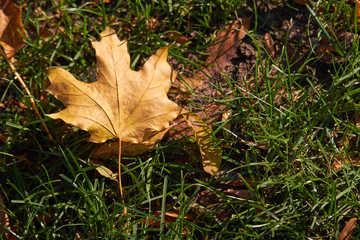 Close-up of yellow maple leaves on the green grass of the lawn, selective focus