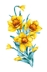Fototapeta na wymiar yellow daffodils, buds, leaves